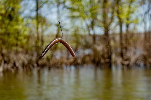 Yum Lures Dinger 5" Bulk 30-Pack - Image 7