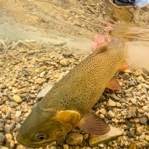 RIO Products Fly Fishing Flies Kit Assortment for Freshwater Fishing, Signature Flies for Trout, Bass, and Salmon, 7/11/12/13/15/20pcs - Image 4