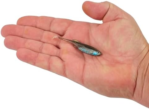 Berkley PowerBait Drip Swimmer Fishing Soft Bait - Image 5