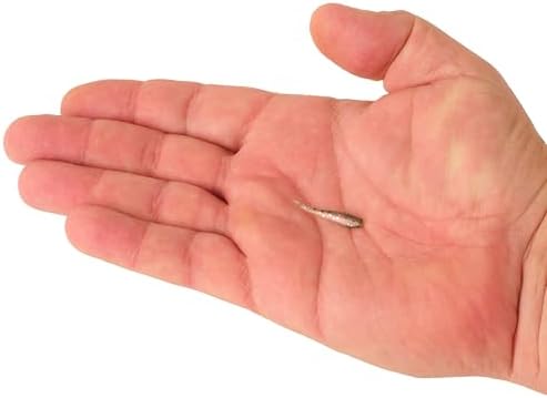 Berkley PowerBait Minnow Fishing Soft Bait - Image 3