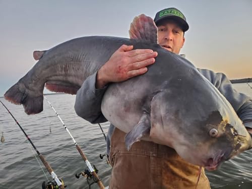 Circle Hooks for Catfish and Other Game Fish, Strong and Durable, High Carbon Steel Catfish Circle Hooks for Freshwater and Saltwater, Available in Sizes 5/0, 6/0, 7/0, 8/0, and 10/0 - Image 7