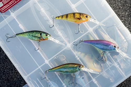 Berkley Flicker Shad Fishing Lure, Purple Tiger, 1/8 oz, 1 1/2in | 4cm Crankbaits, Size, Profile and Dive Depth Imitates Real Shad, Equipped with Fusion19 Hook - Image 2