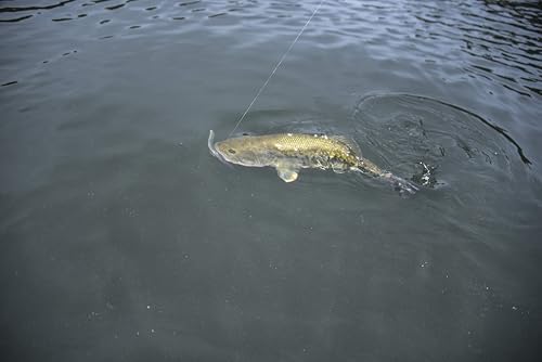 Yum Lures Dinger 5" Bulk 100-Pack - Image 6