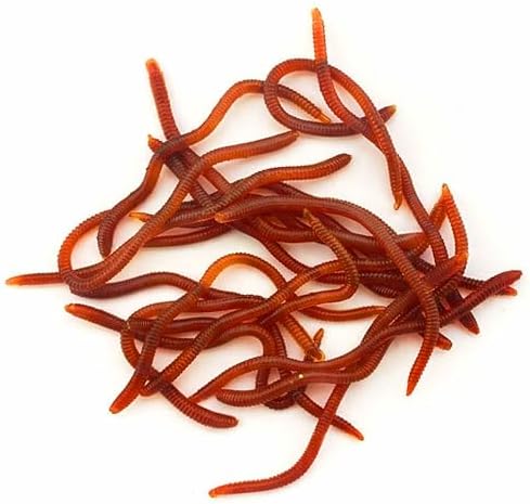 FishBait Soft Plastic Fishing Worms 20pcs/Pack, Lifelike Artificial Bait for Freshwater & Saltwater, Red Color, Reusable Fishing Lures for Bass, Trout, Crappie, 3.1" with Storage Box by Unknown
