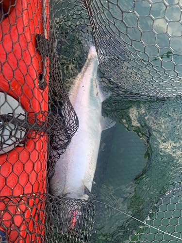 King COHO Humpy Sockeye Salmon Stealhead Squid Skirt Spinner Hoochie Lure UV Gill Double Hooks for Trolling Fishing - Image 6