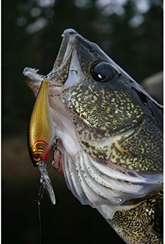 Berkley Flicker Shad Fishing Lure, HD Smelt, 5/16 oz, 2 3/4in | 7cm Crankbaits, Size, Profile and Dive Depth Imitates Real Shad, Equipped with Fusion19 Hook - Image 5