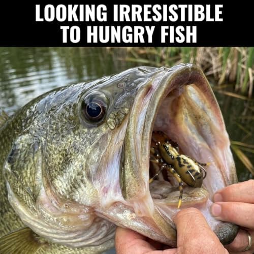 LUNKERHUNT Top Water Bass Fishing Lures | Realistic Weird Fishing Bait for Bass Fishing | Weedless bass Fishing Lures for Freshwater & Saltwater | Frog, Spider & Dragonfly (Bug Combo) - Image 4