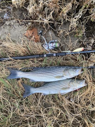 LITTMA Bass Fishing Topwater Popper Lures - Effective Top Water Lures for Bass Anglers - Durable Design for Catching Trophy Bass with High-Performance Popping Action - Image 4