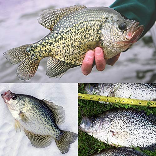 Crappie Jig Heads Kit With Underspin Spinner Blade, Lures and Jigs for Fishing - 30 & 50 Pack, 1/8, 1/16, 1/32 oz - Image 6