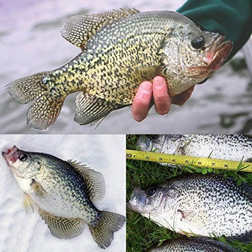 Crappie Jig Heads Kit With Underspin Spinner Blade, Lures and Jigs for Fishing - 30 & 50 Pack, 1/8, 1/16, 1/32 oz - Image 6