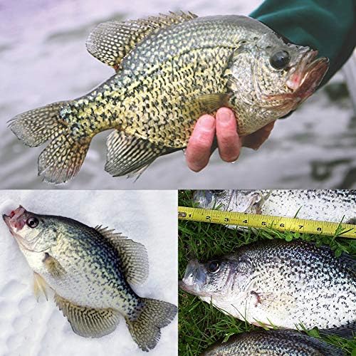 Crappie Jig Heads Kit With Underspin Spinner Blade, Lures and Jigs for Fishing - 30 & 50 Pack, 1/8, 1/16, 1/32 oz - Image 6