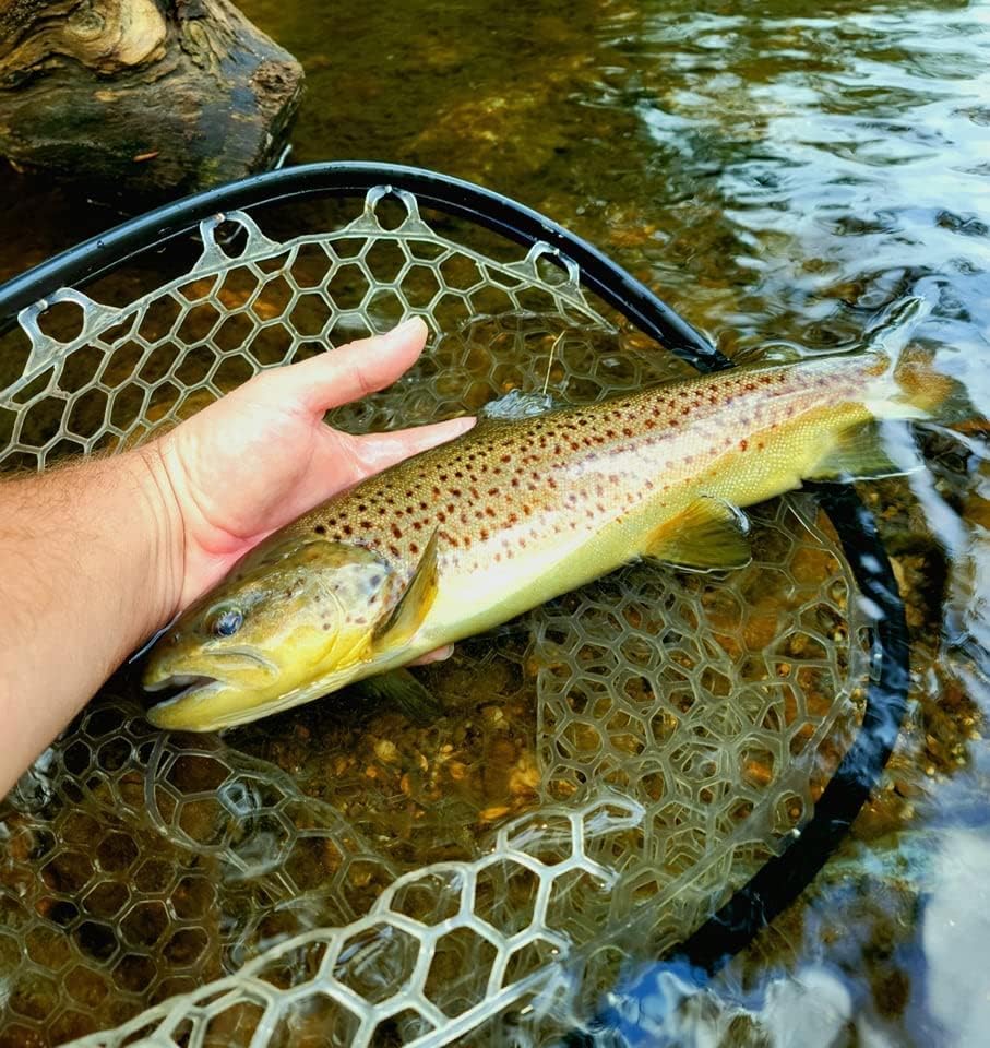 Aventik Fly Floating Fishing Net Carbon Fiber Landing Trout Net Light Weight Clear Rubber Ghost Net Catch & Release - Image 5